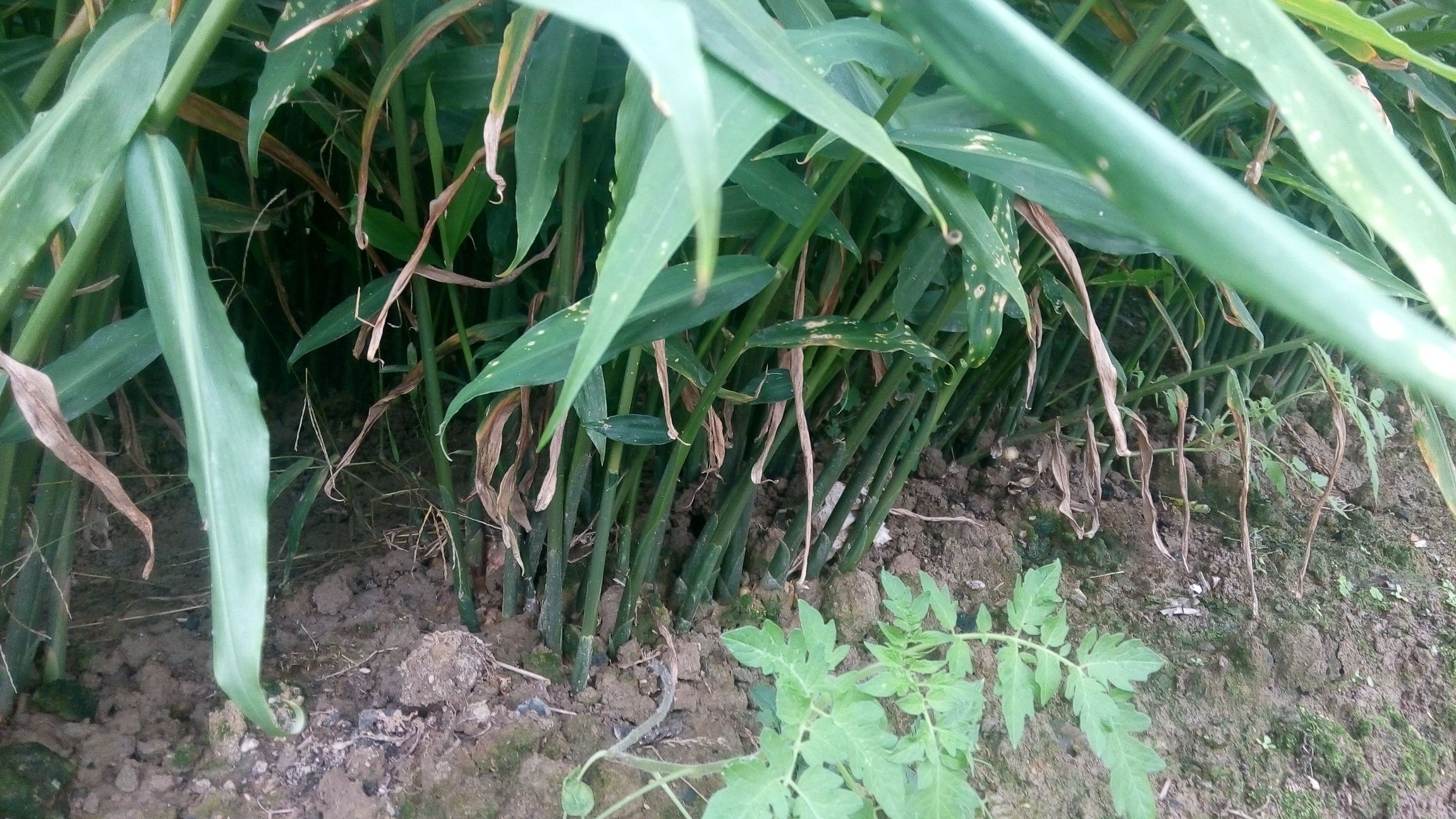 嫩姜与老姜植株对比图