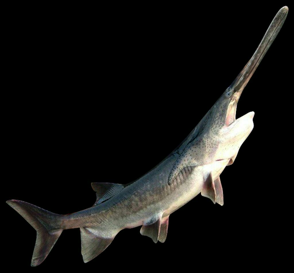 一条体形修长、嘴巴细长如针的深海鱼类在幽蓝光线下游动 深海中游动的带鱼状尖嘴鱼