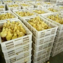 鹅苗250g以上