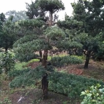 造型松14公分
