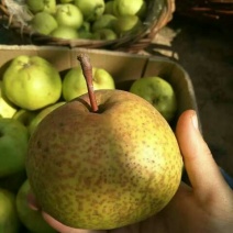 苹果梨200~250g纸箱