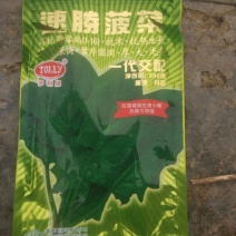 菠菜30~35厘米