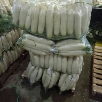 白萝卜1.5~2斤起