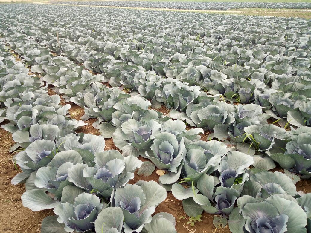 一片绿意盎然的农田中,整齐排列的紫甘蓝植株已完全成熟,叶片紧实呈深紫红色,在阳光照射下泛着光泽,农民正在田间采摘,背景有农用车辆和远处的山丘 紫甘蓝田间成熟景象