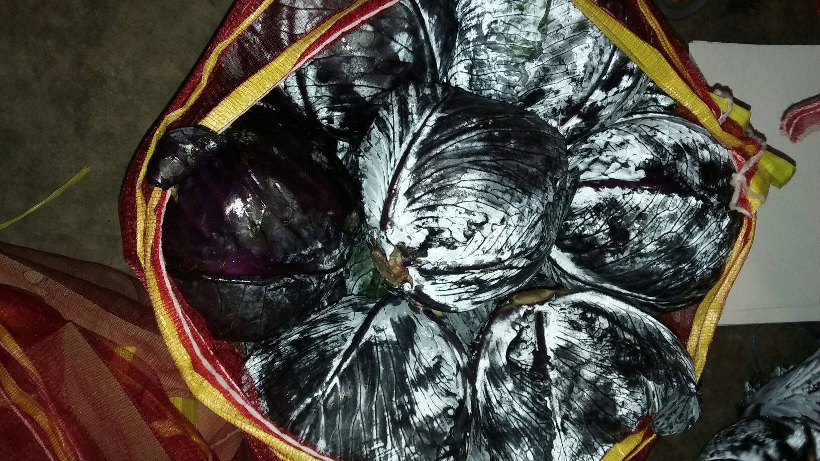 两盘并列摆放的紫甘蓝馒头,左侧为刚出锅时的深紫色蓬松馒头,右侧为冷却30分钟后的同批次馒头,颜色已转为灰蓝色,但形态完整,无塌陷或霉变 刚蒸好的紫甘蓝馒头与冷却后对比图