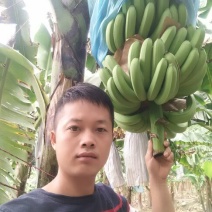 巴西香蕉七成熟