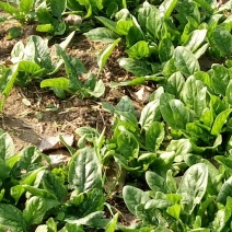 越冬菠菜15~20厘米