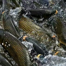 野鲤食用1~2公斤