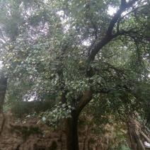 啤特果100~150g纸箱