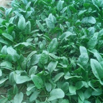 黑叶菠菜20~25厘米