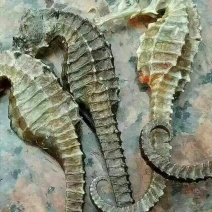 鱿鱼干散装