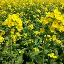 油菜籽1