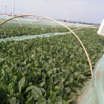 黑叶菠菜20~25厘米