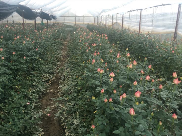 四季玫瑰在温室中生长的场景