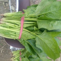 大叶菠菜20~25厘米