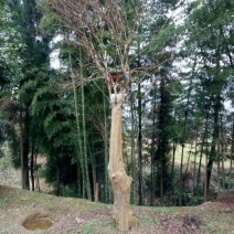马灵光1.5~2m