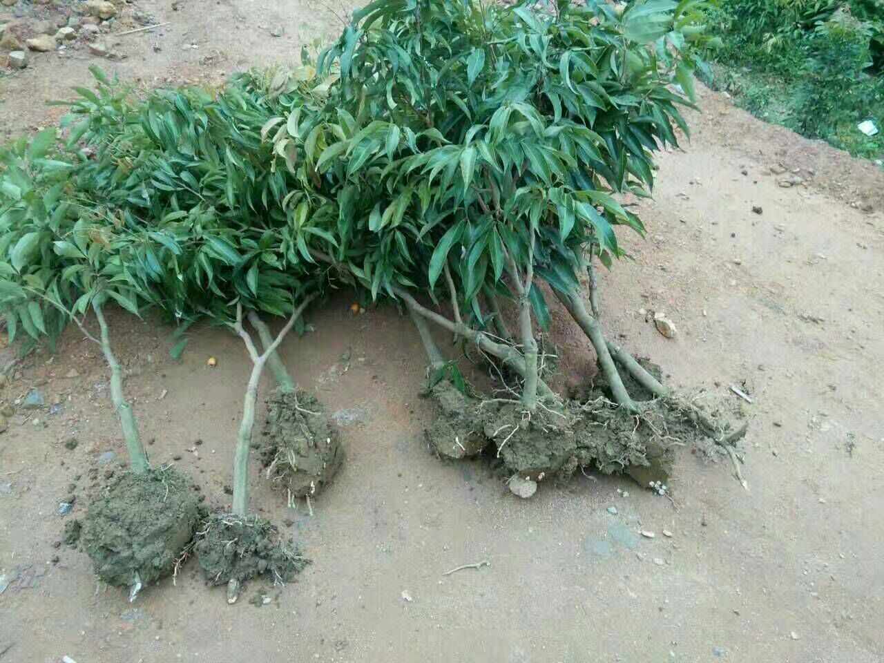 展示荔枝苗定植过程中的土球完整性和根系展开情况 荔枝苗定植现场图