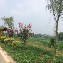 秋花栾树