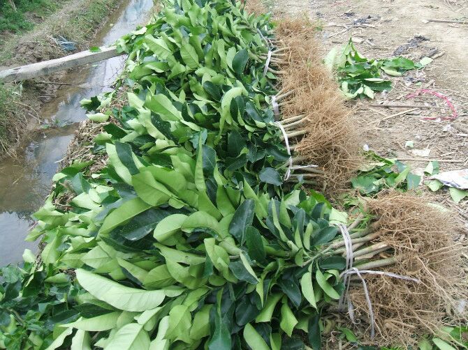 暹罗红柚高垄栽培