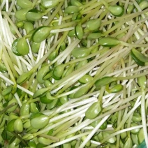豆瓣菜无公害蔬菜