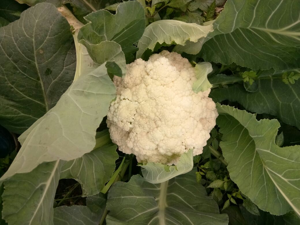 一片绿意盎然的农田中,整齐排列的白面青梗松花菜植株正在生长,花球洁白突出,茎秆青翠挺拔,叶片宽大深绿,阳光洒落在菜田上,呈现出丰收在望的景象 白面青梗松花菜田间生长实景图