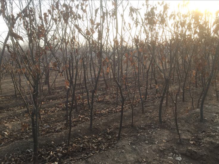 车厘子幼苗形态展示