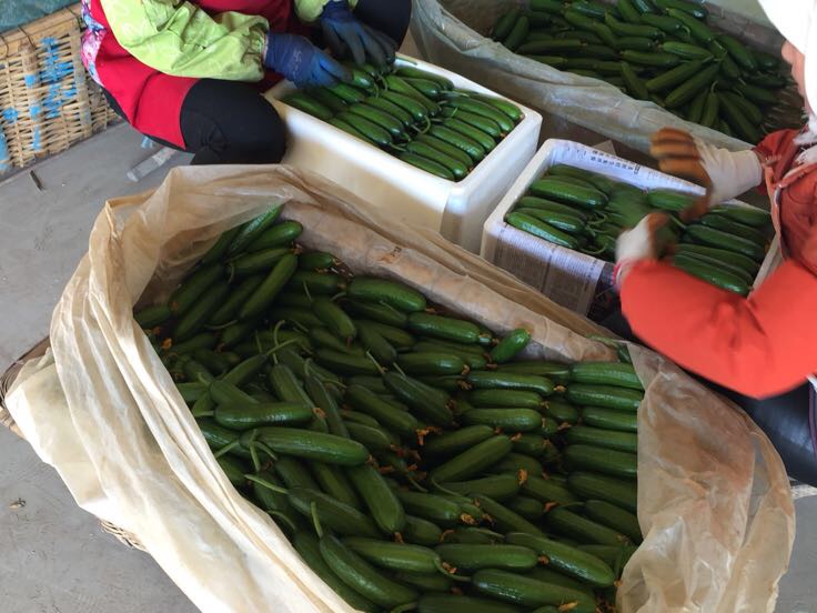 农户正在进行黄瓜底部小黄瓜的摘除操作,展示正确手法 黄瓜植株疏果操作示意图