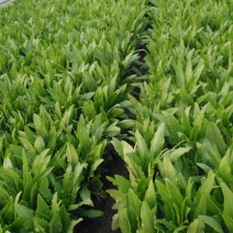 油麦菜30~35厘米以上