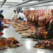 马肉冷冻