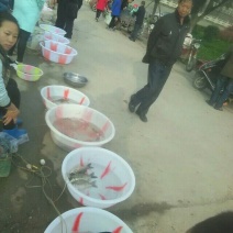 高背鲫食用