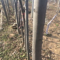 秋花栾树