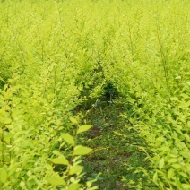 小叶榆树4~6cm4cm以下1.5~2m