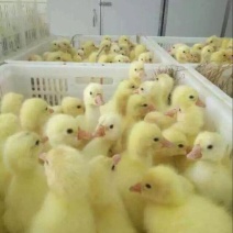 鹅苗