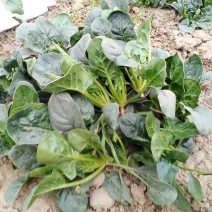 黑叶菠菜10~15厘米