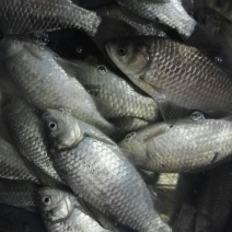 白鲫食用