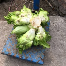 儿菜