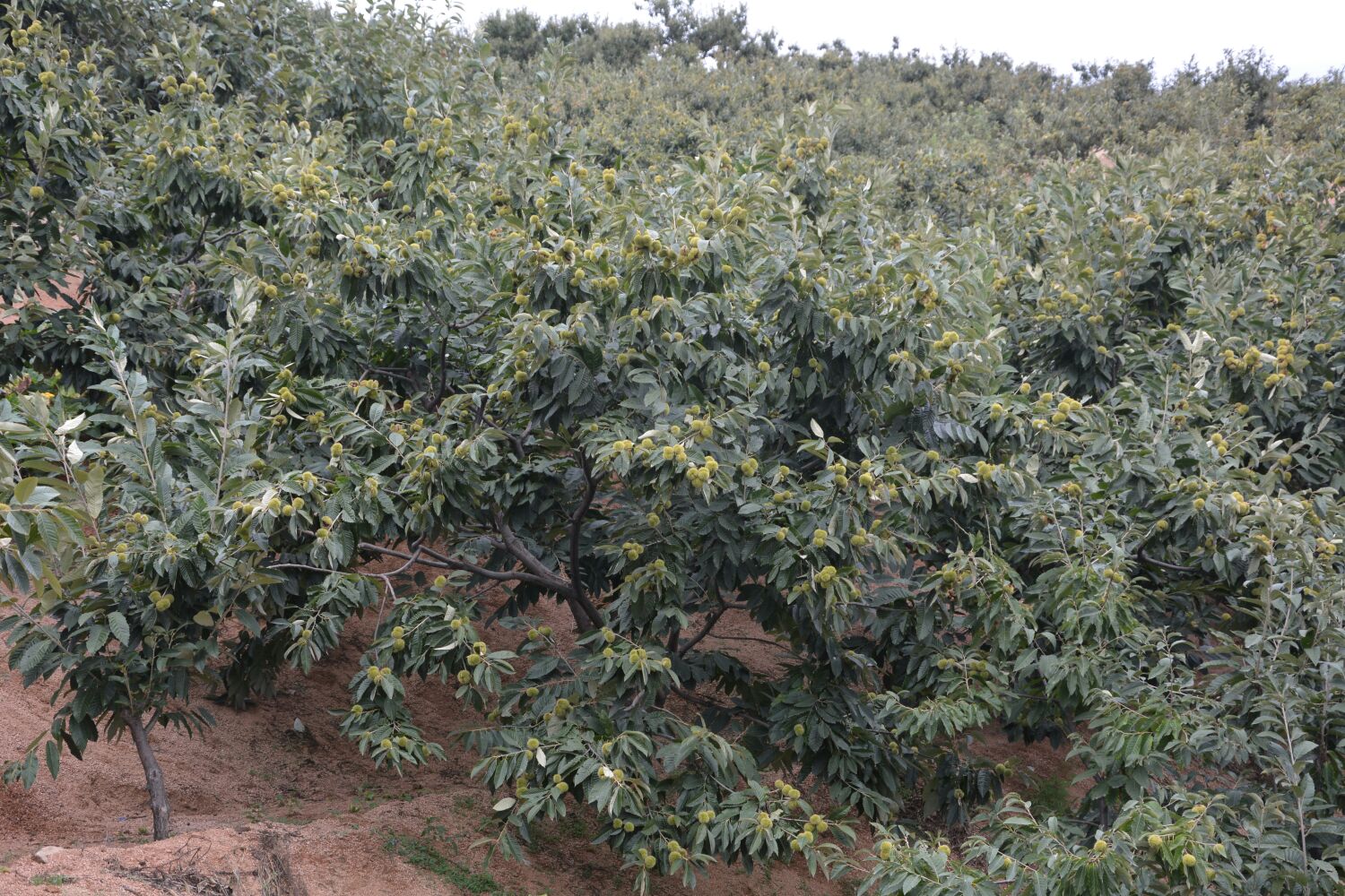 全栗果园种植场景,展示成片种植的全栗树与丰收景象 全栗果园种植场景