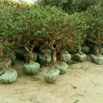 金银花1米以下