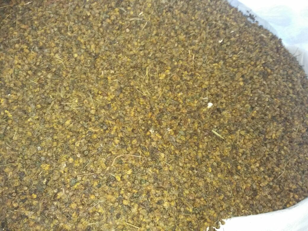 左侧为干燥的雪山野菊花蕾,颗粒饱满呈深金黄色;右侧为冲泡后的茶汤,透明澄净呈浅琥珀色,杯底沉淀少量花渣,整体呈现天然无添加的产品状态 雪山野菊花干品与冲泡对比图