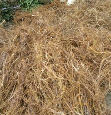 [树地瓜根批发]牛奶根 水牛奶根价格7.00元/斤 - 一亩田