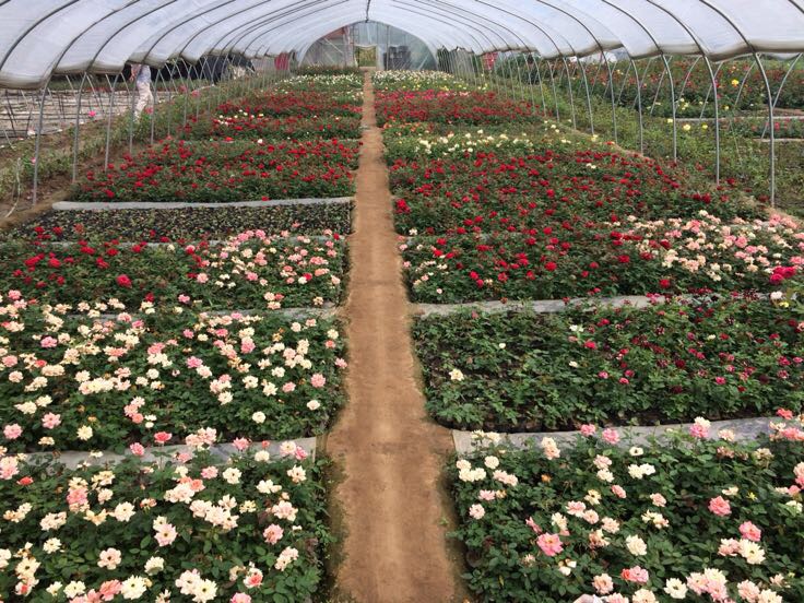 温江区大花月季标准化种植基地航拍图