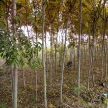 栾树6~8cm6~8cm2.5~3米
