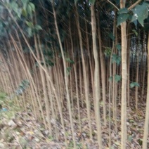 大叶女贞4cm以下