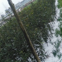 桂花苗120cm以上