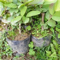 番石榴苗30~50cm
