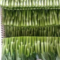 菜苔