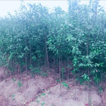 大叶女贞