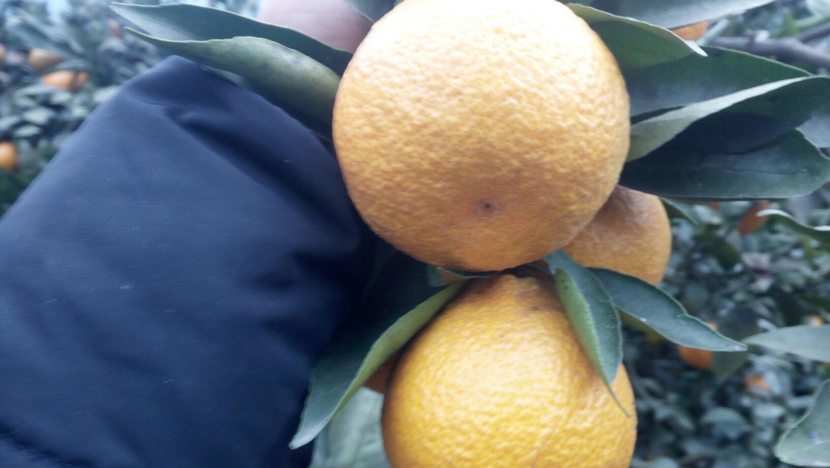 石棉黄果柑鲜果特写：单果呈高扁圆形，果皮澄黄光亮，表面油胞细密可见，果顶微凹带印环，果蒂部有浅脐状小突起，果柄新鲜青绿，背景为石棉高山梯田果园