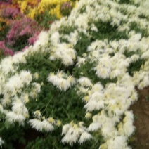 药用菊花袋装