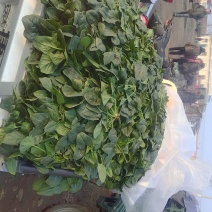 黑叶菠菜10~15厘米